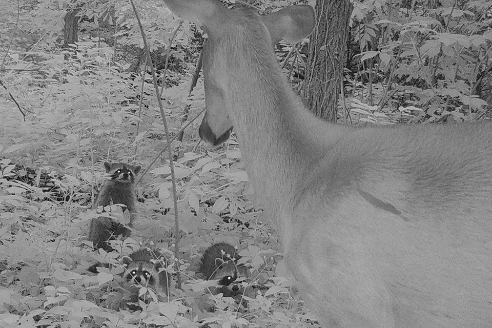 A black-and-white trail cam image shows three raccoons looking at a white-tailed deer in Forest Park.